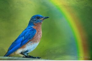 Bluebird and Rainbow