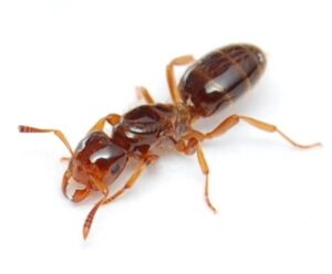 Queen Ant