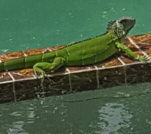 Iguana
