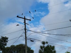 Birds On a Wire